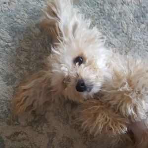 Meet your Posher, Lisa